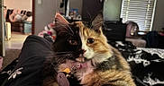 Jinx is registered to the contest to win money with this photo: cat, calico_cat, pet, indoor, cozy, lap, feline, fur, whiskers, collar, relaxed, person, clothing, home, window, blinds, furniture, bed, black, orange