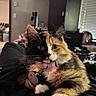 cat, calico_cat, pet, indoor, cozy, lap, feline, fur, whiskers, collar, relaxed, person, clothing, home, window, blinds, furniture, bed, black, orange