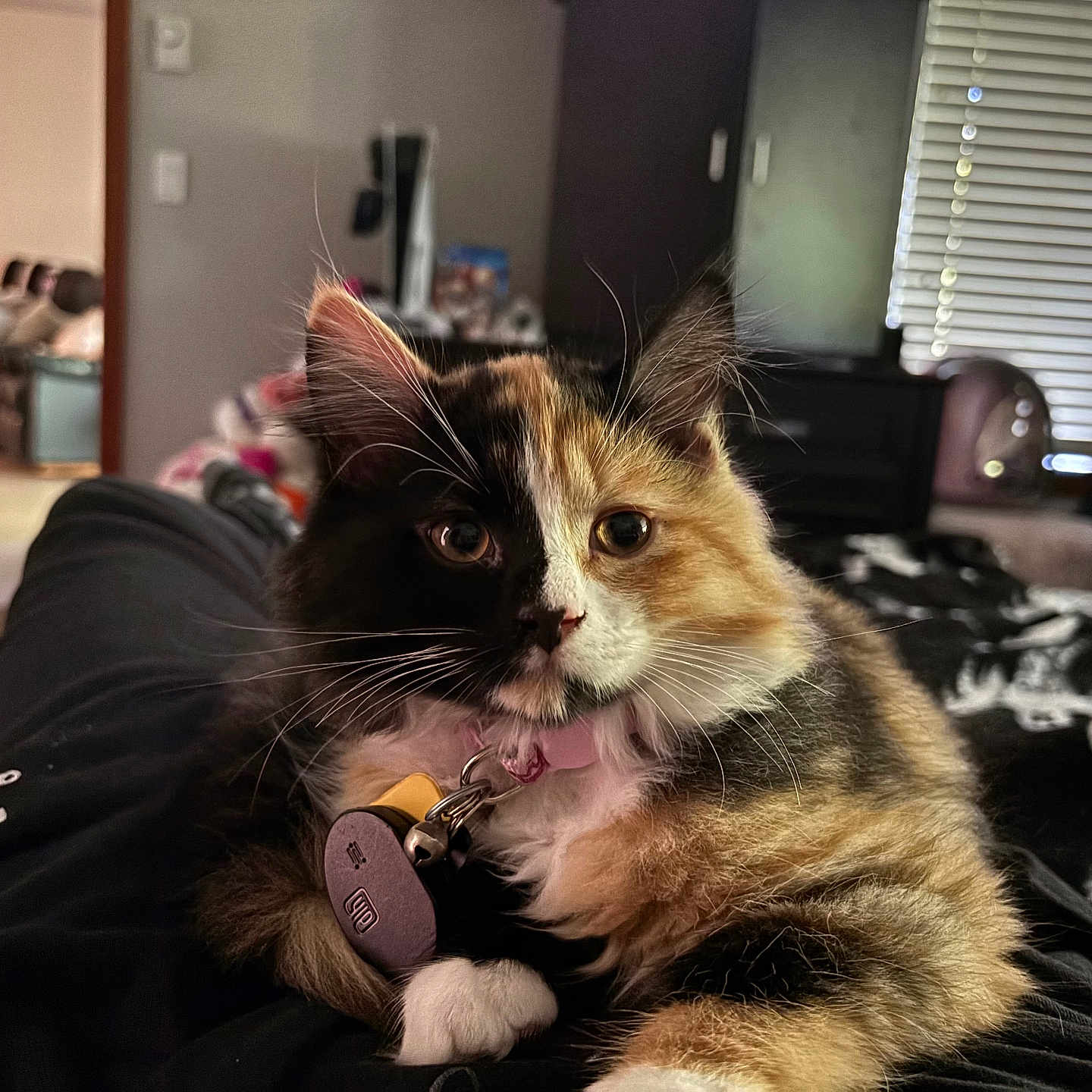 Jinx is registered to the contest to win money with this photo: cat, calico_cat, pet, indoor, cozy, lap, feline, fur, whiskers, collar, relaxed, person, clothing, home, window, blinds, furniture, bed, black, orange