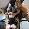 Jinx is registered to the contest to win money with this photo: kitten, cat, calico, pet, animal, furry, cute, small, paws, pink_paws, hand, tattoo, indoor, home, blurred_background, sleepy, fur, close_up, adorable, young