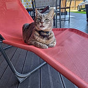 Smoky participe au concours pour gagner de l'argent avec cette photo : animal, car, cat, chair, collar, daylight, domestic_animal, expression, furniture, lounge_chair, mesh_chair, outdoor, patio, pet, relaxed, sunny, tabby_cat, table, tongue_out, wooden_floor