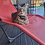 animal, car, cat, chair, collar, daylight, domestic_animal, expression, furniture, lounge_chair, mesh_chair, outdoor, patio, pet, relaxed, sunny, tabby_cat, table, tongue_out, wooden_floor