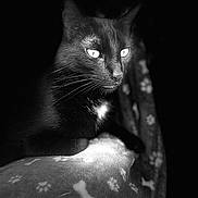 Agathe participe au concours pour gagner de l'argent avec cette photo : cat, black_cat, animal, pet, feline, whiskers, eyes, blanket, paw_prints, bones, cozy, indoor, portrait, noir, shadow, closeup, fur, relaxing, dark_background, monochrome