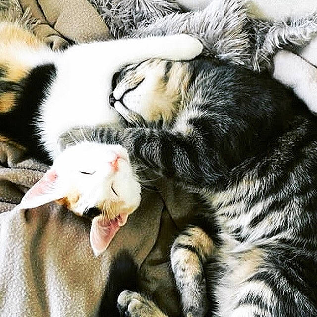 Osiria participe au concours pour gagner de l'argent avec cette photo : carnivore, cat, claw, ear, european_shorthair, felidae, friendship, fur, hug, interaction, kitten, love, nap, nose, paw, sleep, small_to_medium_sized_cats, snout, tabby_cat, whiskers