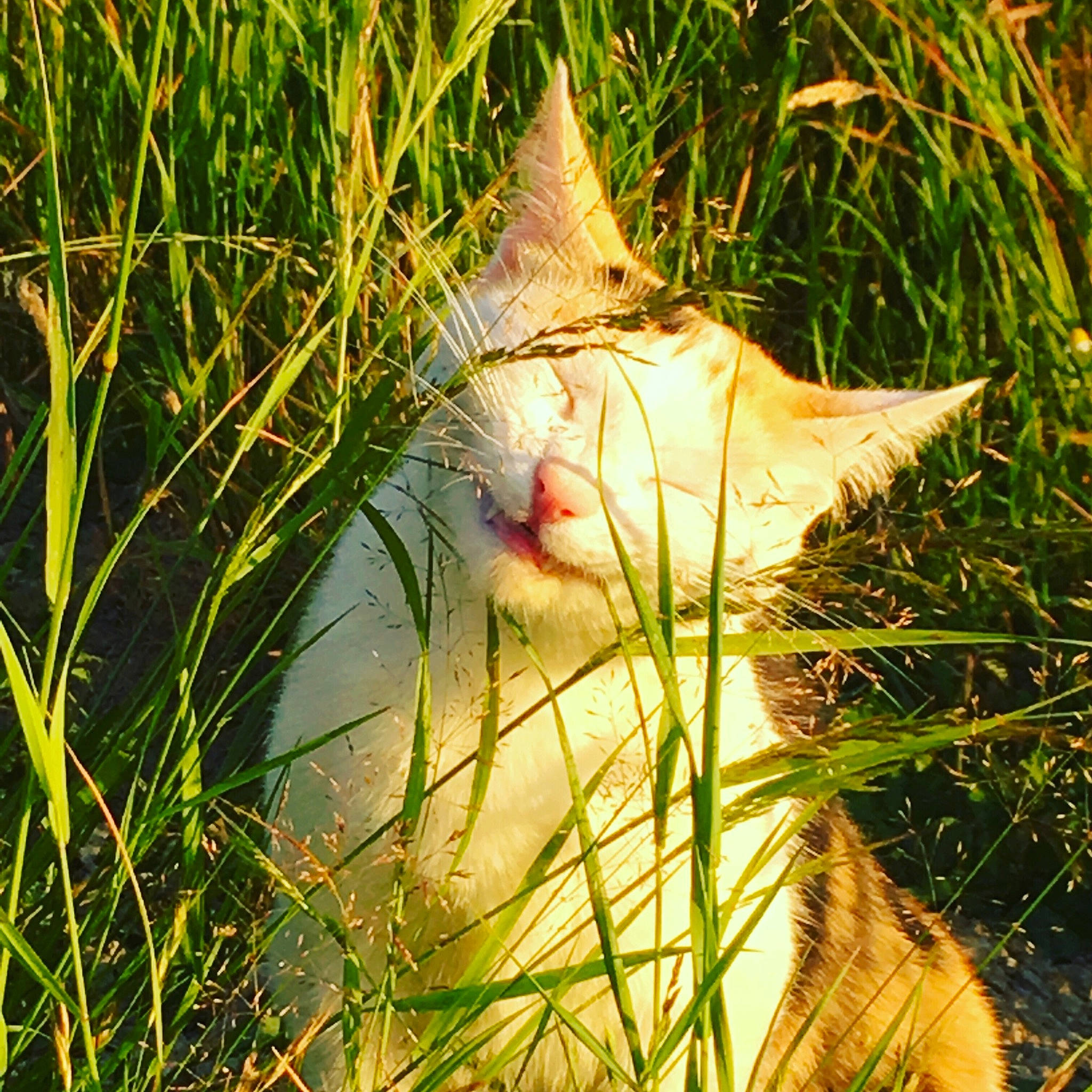 Osiria a rejoint le concours — aidez-le/la à gagner de superbes lots ! cat, felidae, grass, grass_family, plant, small_to_medium_sized_cats, sunlight, whiskers, wildlife