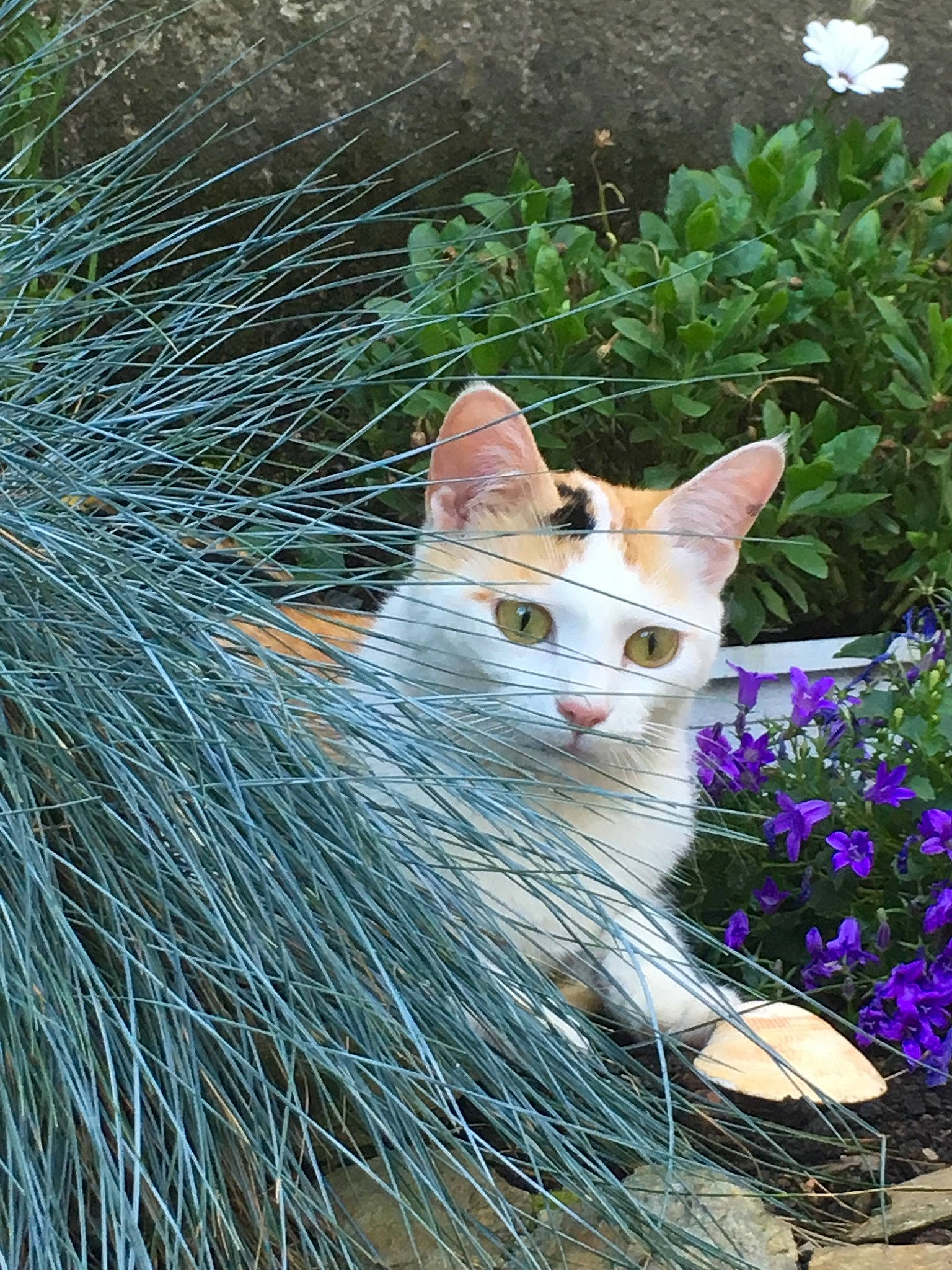 Osiria participe au concours pour gagner de l'argent avec cette photo : aegean_cat, carnivore, cat, domestic_short_haired_cat, european_shorthair, fawn, felidae, flower, grass, kitten, ojos_azules, plant, small_to_medium_sized_cats, tail, tree, whiskers