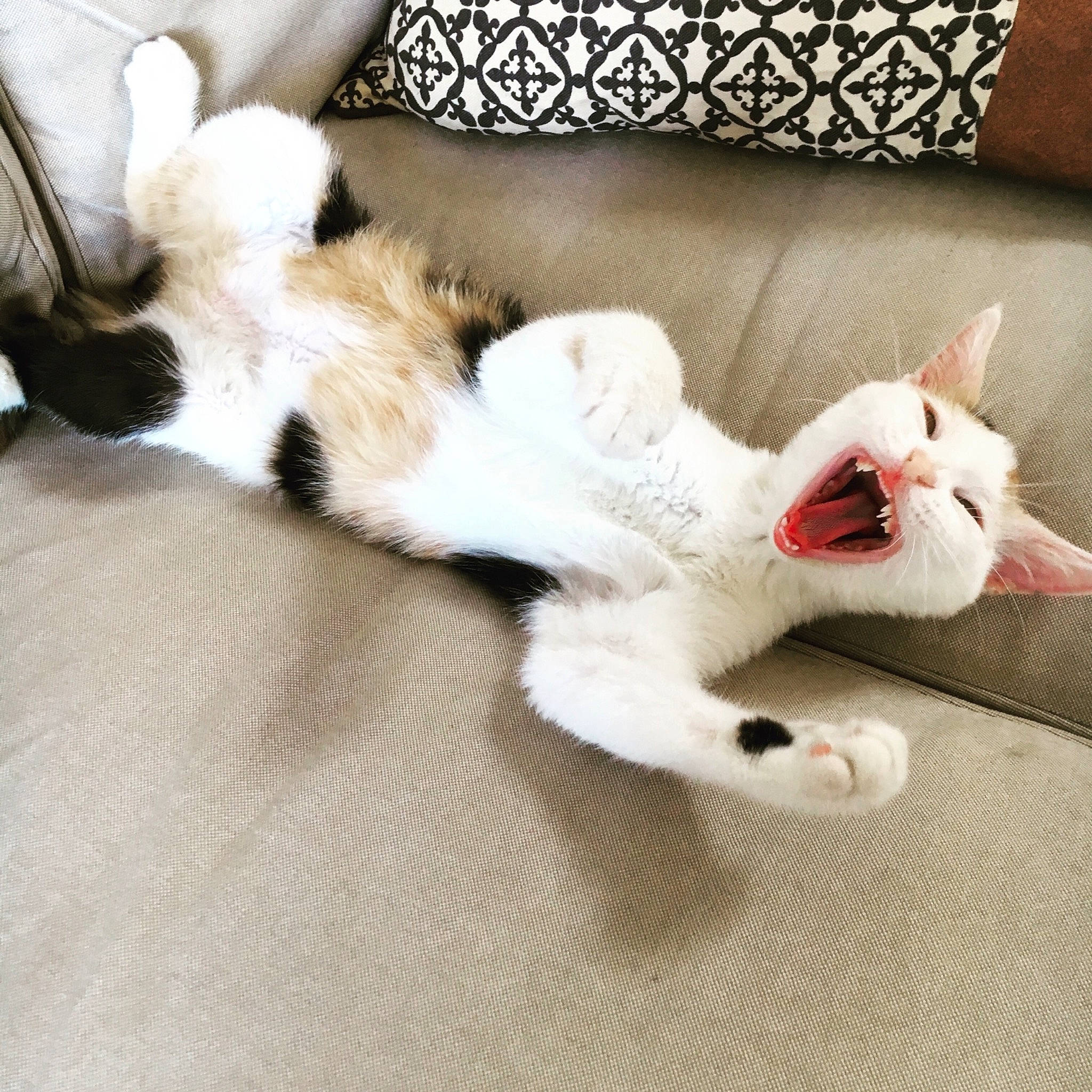 Osiria participe au concours pour gagner de l'argent avec cette photo : carnivore, cat, claw, ear, felidae, flooring, footwear, fur, kitten, leg, nap, paw, polydactyl_cat, shoe, small_to_medium_sized_cats, tail, turkish_angora, turkish_van, whiskers, white