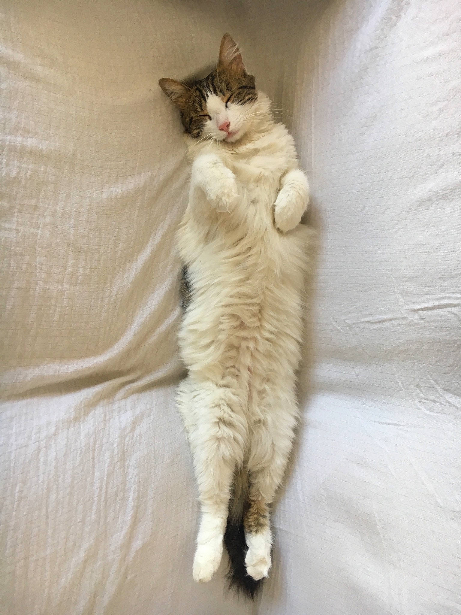 Chaton a rejoint le concours — aidez-le/la à gagner de superbes lots ! aegean_cat, american_wirehair, carnivore, cat, claw, domestic_short_haired_cat, european_shorthair, fawn, felidae, fur, mammal, norwegian_forest_cat, ojos_azules, paw, polydactyl_cat, small_to_medium_sized_cats, tail, turkish_angora, turkish_van, whiskers