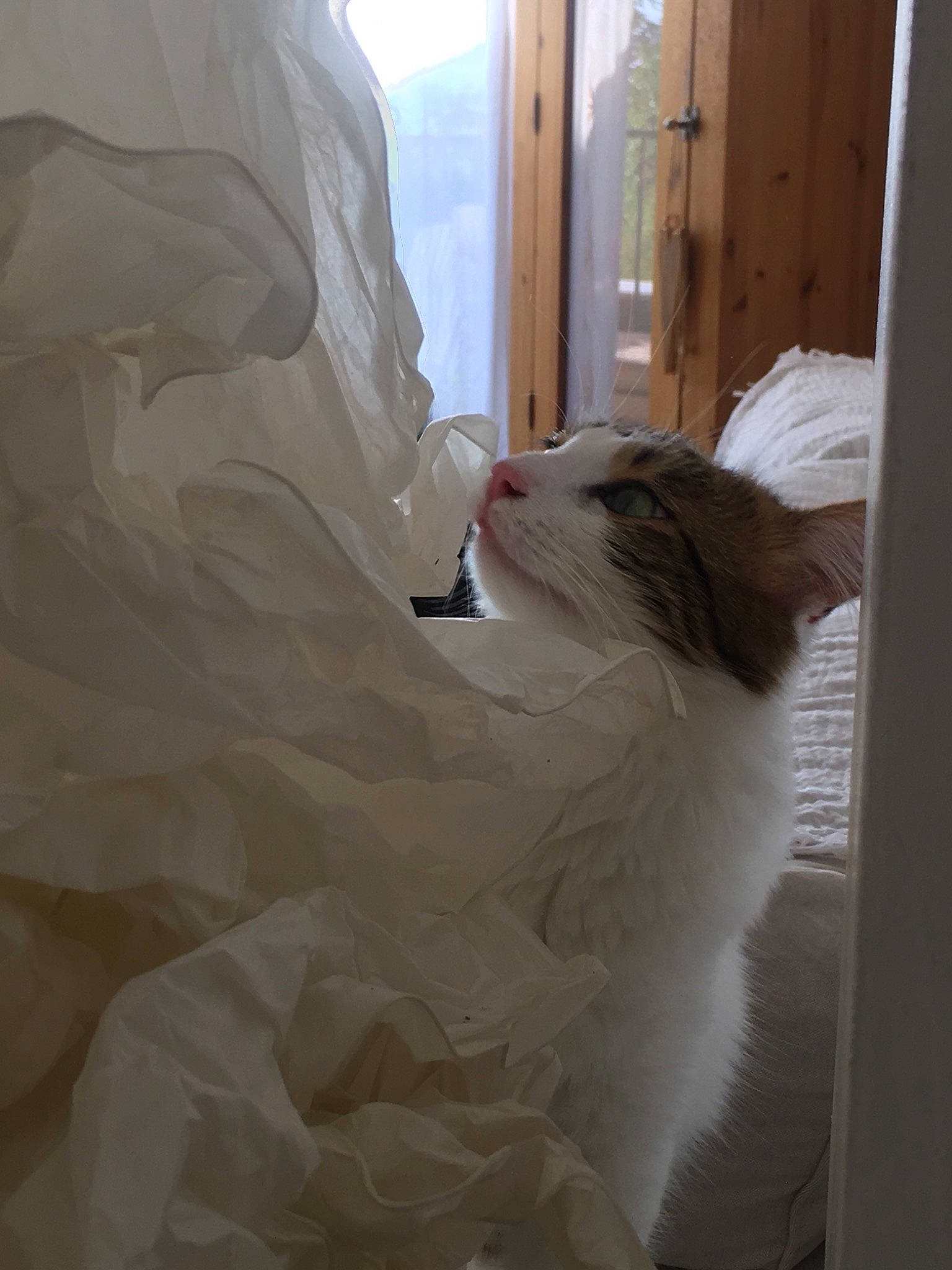 Chaton a rejoint le concours — aidez-le/la à gagner de superbes lots ! carnivore, cat, dress, ear, felidae, fur, gown, norwegian_forest_cat, nose, room, small_to_medium_sized_cats, textile, turkish_van, wedding_dress, whiskers, white, window