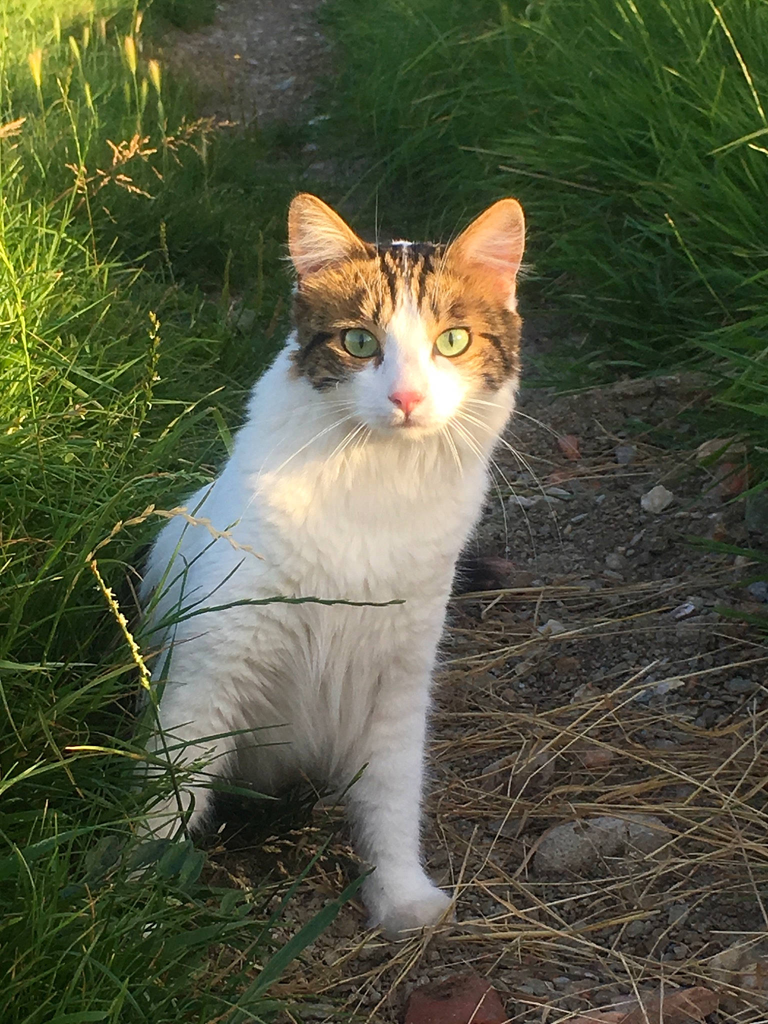 Chaton a rejoint le concours — aidez-le/la à gagner de superbes lots ! aegean_cat, american_wirehair, carnivore, cat, domestic_short_haired_cat, european_shorthair, felidae, fur, grass, plant, polydactyl_cat, small_to_medium_sized_cats, snout, tail, turkish_van, whiskers, wild_cat