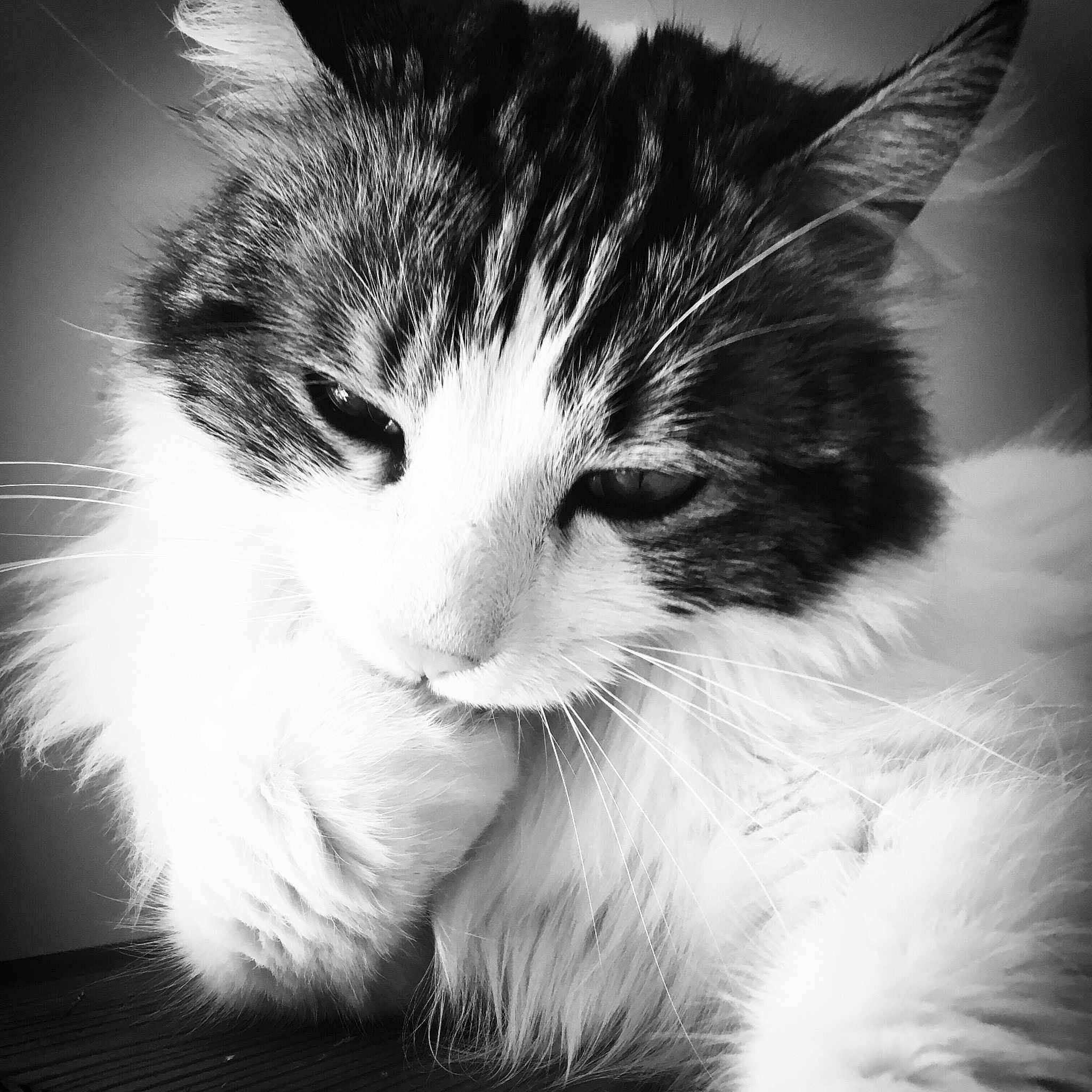 Chaton