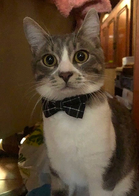 Sharly participe au concours pour gagner de l'argent avec cette photo : box, carnivore, cat, collar, domestic_short_haired_cat, door, felidae, fur, paw, photo_caption, small_to_medium_sized_cats, snout, tail, whiskers, window