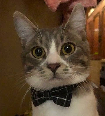 Sharly participe au concours pour gagner de l'argent avec cette photo : carnivore, cat, collar, domestic_short_haired_cat, felidae, fur, illustration, moustache, pattern, paw, pet_supply, photo_caption, small_to_medium_sized_cats, snout, terrestrial_animal, whiskers