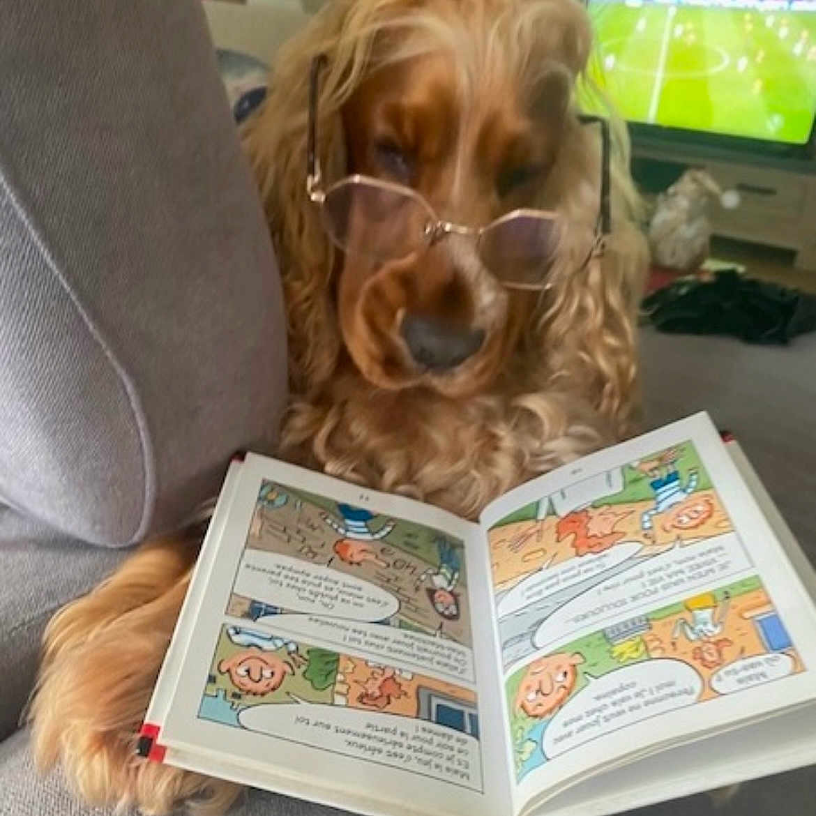 Romy participe au concours pour gagner de l'argent avec cette photo : advertisement, animal, book, canine, child, cockerspaniel, cushion, dog, female, girl, head, homedecor, hound, page, person, pet, publication, puppy, reading, text