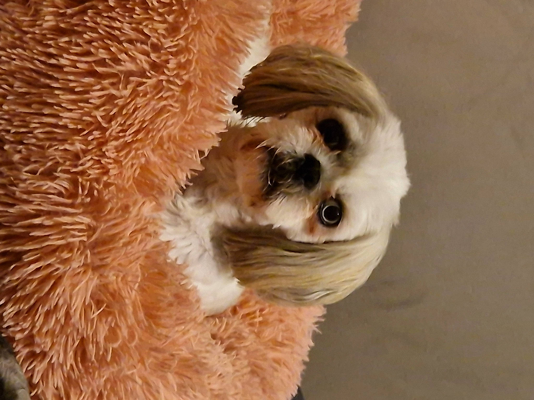 Ellie is registered to the contest to win money with this photo: camelid, canidae, carnivore, close_up, companion_dog, dog, dog_breed, dog_supply, fawn, fur, llama, paw, snout, sporting_group, stuffed_toy, tail, terrestrial_animal, toy_dog, whiskers, working_animal