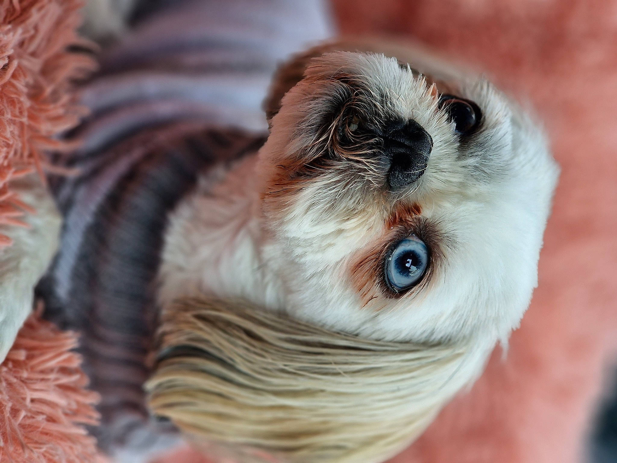 Ellie is registered to the contest to win money with this photo: bird, bird_of_prey, canidae, close_up, companion_dog, dog_breed, eye, eyelash, fawn, fur, macro_photography, primate, snout, tail, terrestrial_animal, toy, toy_dog, whiskers, wildlife, wood