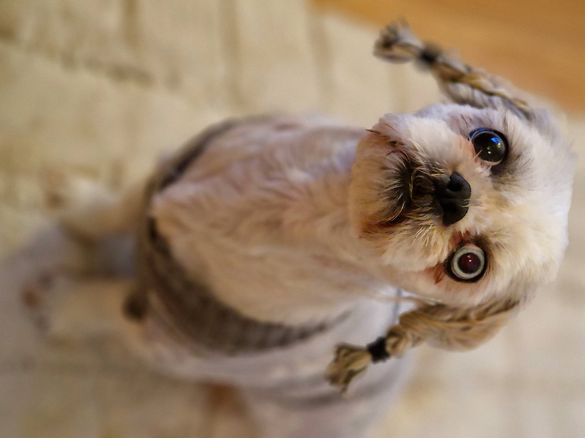 Ellie joined the competition — help win amazing prizes! canidae, carnivore, claw, collar, companion_dog, dog, dog_breed, dog_collar, eyelash, fawn, felidae, fur, paw, pet_supply, snout, sporting_group, toy_dog, whiskers, wood, working_animal