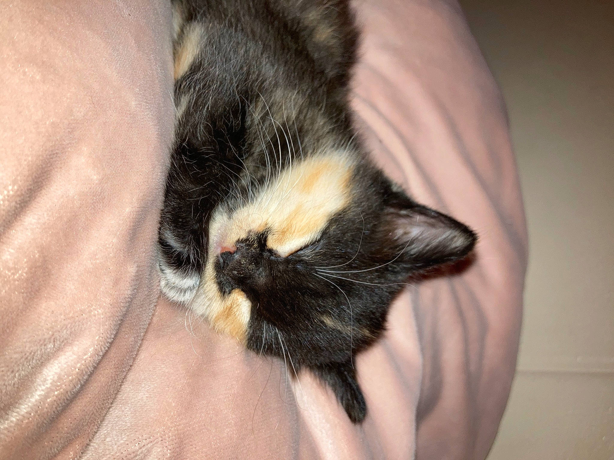 Harley Quinn joined the competition — help win amazing prizes! black_cat, carnivore, cat, claw, comfort, domestic_short_haired_cat, felidae, foot, fur, gesture, hand, human_leg, nail, paw, small_to_medium_sized_cats, snout, tail, thigh, whiskers, wrist