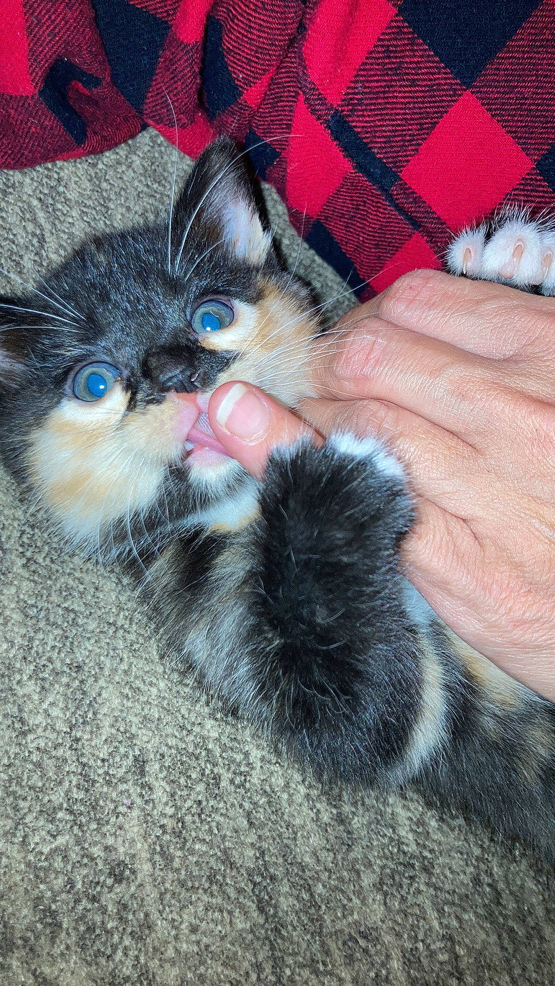 Harley Quinn is registered to the contest to win money with this photo: cat, claw, comfort, electric_blue, eye, fawn, felidae, finger, foot, fur, human_leg, nail, paw, small_to_medium_sized_cats, snout, tail, terrestrial_animal, thigh, thumb, whiskers