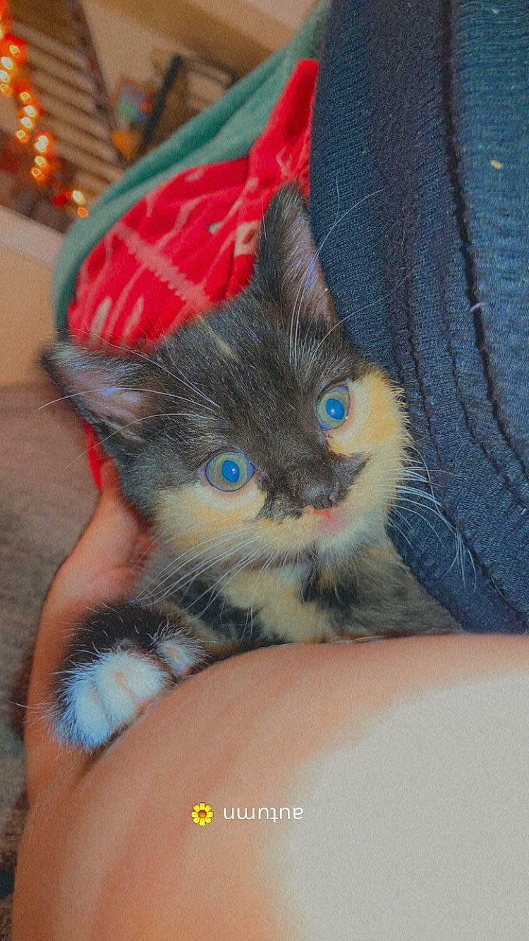 Harley Quinn is registered to the contest to win money with this photo: carnivore, cat, claw, comfort, domestic_short_haired_cat, electric_blue, eye, fawn, felidae, finger, foot, fur, human_leg, iris, nail, paw, small_to_medium_sized_cats, snout, tail, whiskers