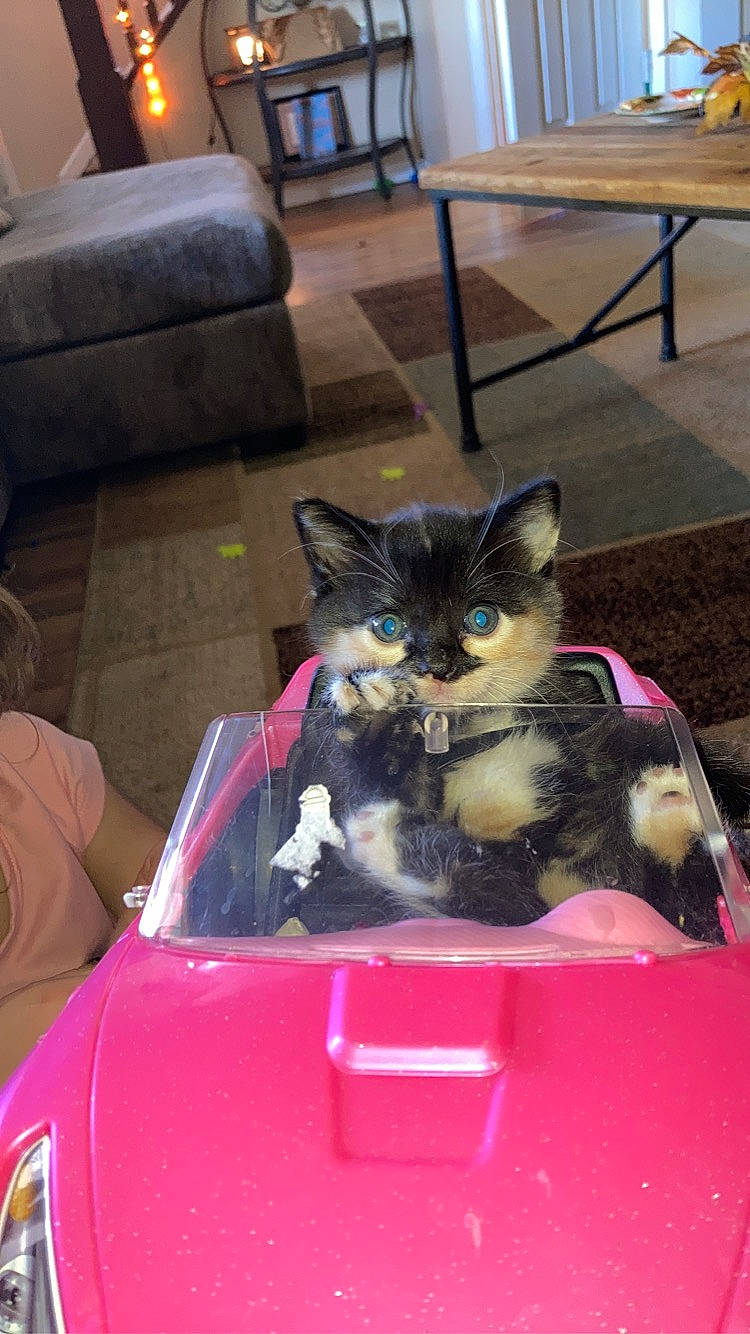 Harley Quinn is registered to the contest to win money with this photo: automotive_lighting, box, cardboard, carnivore, cat, cat_supply, comfort, couch, domestic_short_haired_cat, fawn, felidae, flooring, fur, hood, motor_vehicle, picture_frame, small_to_medium_sized_cats, snapshot, tail, whiskers