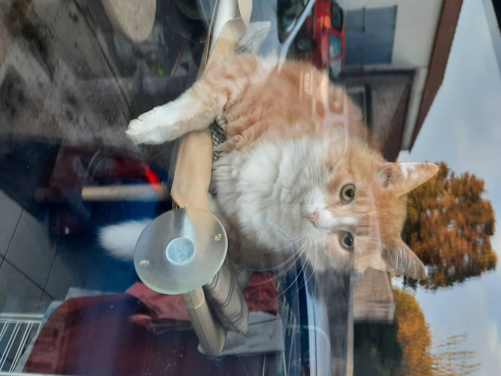 Ulysse a rejoint le concours — aidez-le/la à gagner de superbes lots ! canidae, carnivore, cat, claw, companion_dog, domestic_short_haired_cat, fawn, felidae, fur, paw, small_to_medium_sized_cats, tail, tree, whiskers