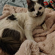 Tobi joined the competition — help win amazing prizes! animal, bed, black_and_white, blanket, cat, close_up, comfort, curious, cute, feline, fluffy, fur, indoor, mario_theme, pet, resting, soft, tail, whiskers, young_cat