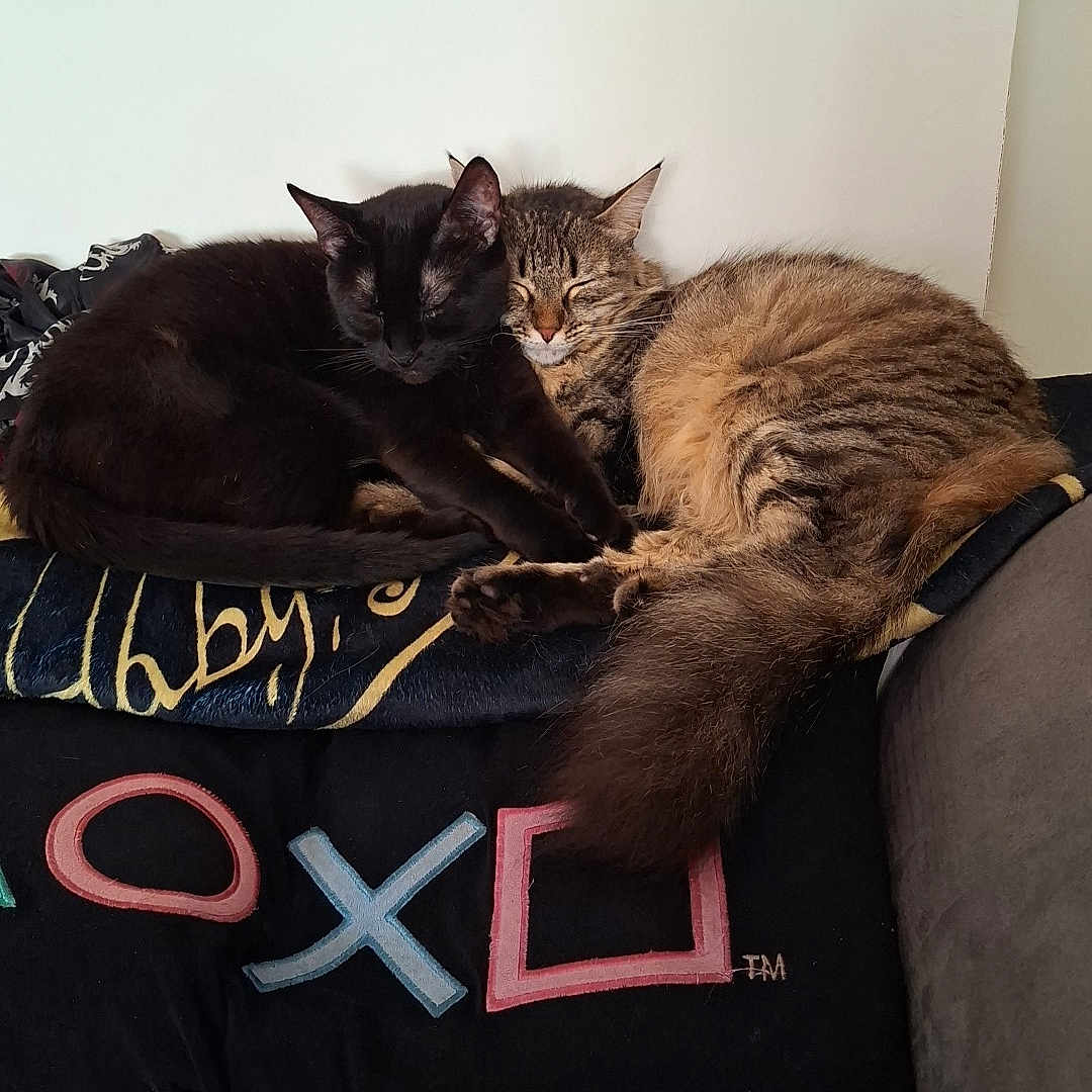 Ellie Et Vita participe au concours pour gagner de l'argent avec cette photo : cats, black_cat, tabby_cat, feline, sleeping, resting, cuddling, indoors, bed, blanket, pillow, cozy, relaxed, pets, fur, whiskers, ears, portrait, home, together