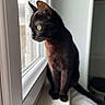 cat, black_cat, pet, animal, sitting, window, indoors, home, whiskers, ears, green_eyes, fur, portrait, profile, daylight, window_sill, curious, cozy, pet_bed, photography