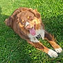 dog, brown_dog, grass, outdoor, sunlight, happy, tongue_out, pet, canine, nature, smiling, lying_down, fur, collar, close_up, animal, daylight, greenery, relaxing, playful