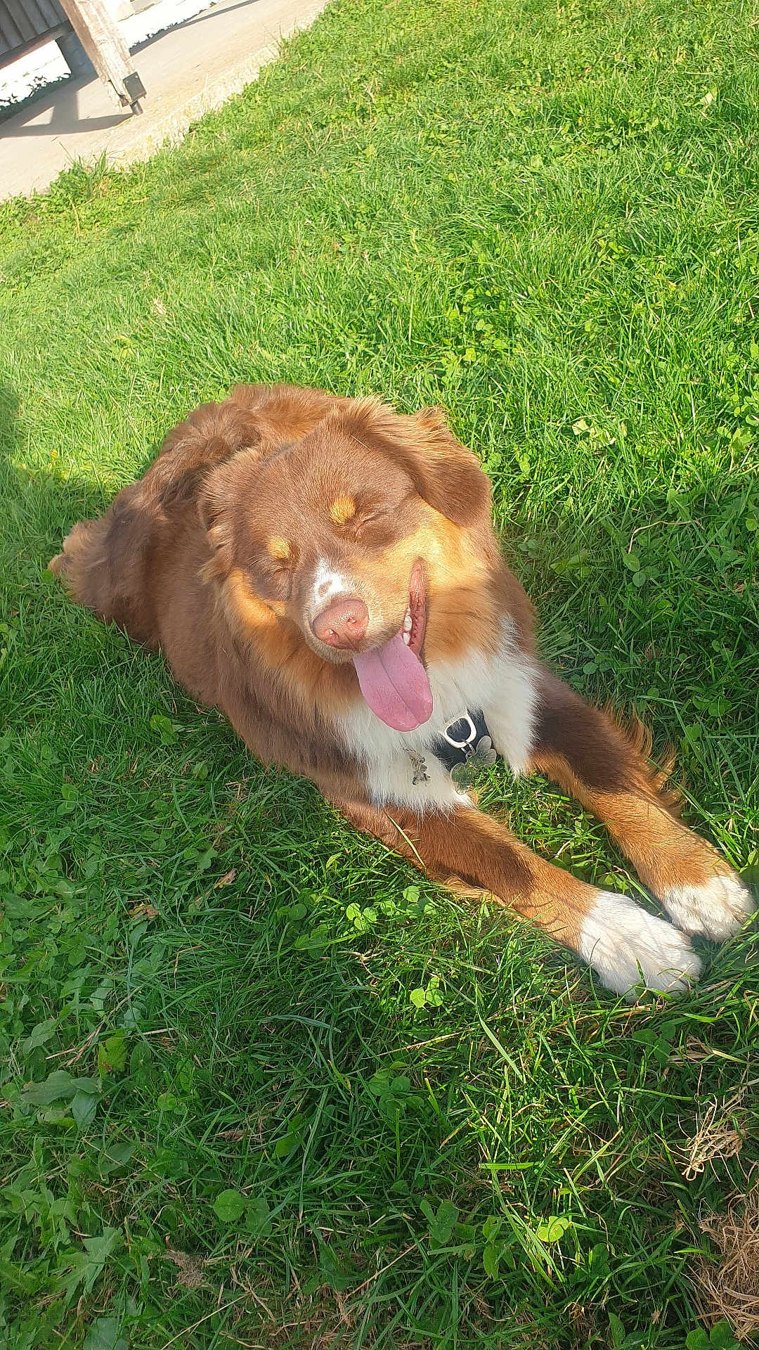 Taël participe au concours pour gagner de l'argent avec cette photo : dog, brown_dog, grass, outdoor, sunlight, happy, tongue_out, pet, canine, nature, smiling, lying_down, fur, collar, close_up, animal, daylight, greenery, relaxing, playful