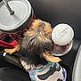 Baino is registered to the contest to win money with this photo: animal, black_fur, brown_fur, camouflage_shirt, car_interior, center_console, clothing, cozy, cup, dog, fur, leather, pet, puppy, resting, seat, small_dog, travel, vehicle, water_bottle