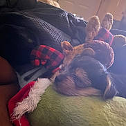 Baino is registered to the contest to win money with this photo: dog, puppy, sleeping, plush_toy, reindeer, blanket, cushion, indoor, cozy, resting, fur, pet, soft, cute, animal, holiday, stuffed_animal, comfort, nap, window_light