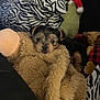 Baino joined the competition — help win amazing prizes! puppy, dog, stuffed_animal, teddy_bear, plush, zebra_pattern, pillow, black, brown, fur, cute, small_dog, costume, holiday_hat, indoor, soft_toys, cozy, resting, animal, pet