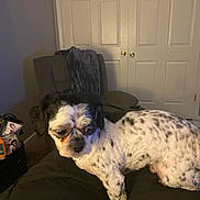 Bruno is registered to the contest to win money with this photo: animal, black_and_white, blanket, calm, chair, companion, cozy, curious, dog, domestic, door, fur, furniture, household, indoor, pet, resting, small_dog, spotted_dog, spotty