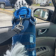 Bruno is registered to the contest to win money with this photo: dog, denim_jacket, car_interior, leash, curly_fur, tail, striped_scarf, car_window, side_mirror, residential_area, parked_car, seat, door_handle, window_controls, fur, pet, canine, outdoor, daytime, casual