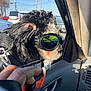 Bruno is registered to the contest to win money with this photo: dog, goggles, car_interior, hand, harness, window, reflection, sunlight, pet, black_and_white_fur, car_door, leash, outdoor, vehicle, road_trip, travel, close_up, side_view, daytime, casual