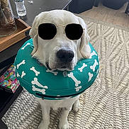 Milo is registered to the contest to win money with this photo: dog, golden_retriever, sunglasses, inflatable_collar, bone_pattern, indoor, rug, table, water_bottle, living_room, pet_accessory, white_dog, floor, furniture, calm, cute, sitting, decor, home, animal