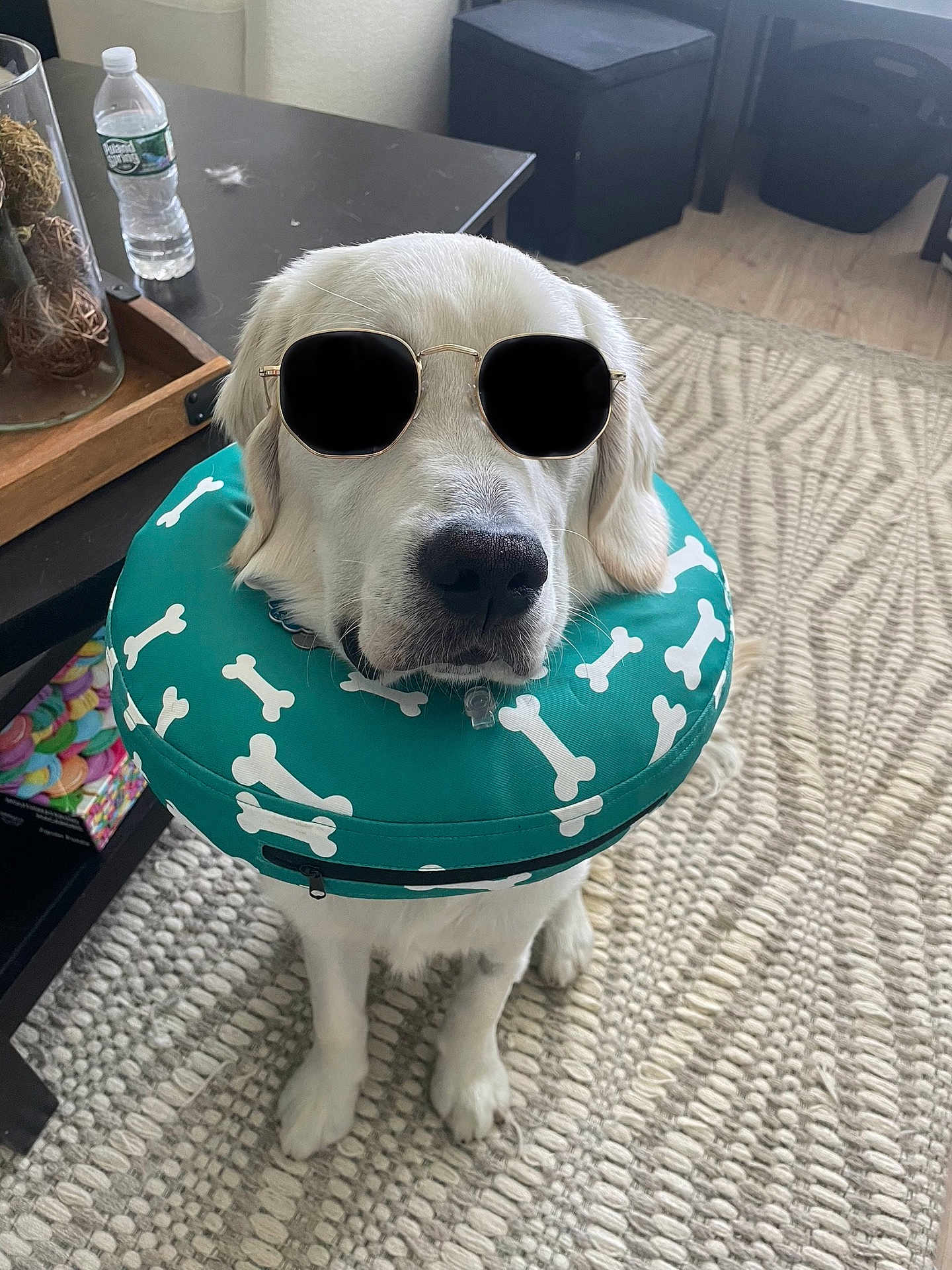 Milo is registered to the contest to win money with this photo: dog, golden_retriever, sunglasses, inflatable_collar, bone_pattern, indoor, rug, table, water_bottle, living_room, pet_accessory, white_dog, floor, furniture, calm, cute, sitting, decor, home, animal