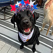 Riley James is registered to the contest to win money with this photo: black_dog, dog, bandana, headband, stars, red, white, blue, outdoor, rug, stripes, happy, smiling, pet, animal, celebration, hand, light_dog, floor, furniture