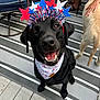 black_dog, dog, bandana, headband, stars, red, white, blue, outdoor, rug, stripes, happy, smiling, pet, animal, celebration, hand, light_dog, floor, furniture