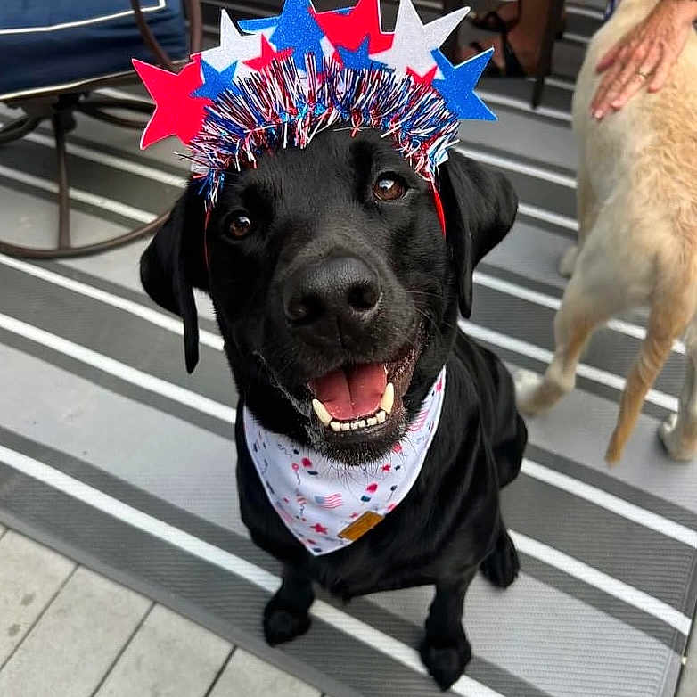 Riley James is registered to the contest to win money with this photo: animal, bandana, black_dog, blue, celebration, dog, floor, furniture, hand, happy, headband, light_dog, outdoor, pet, red, rug, smiling, stars, stripes, white