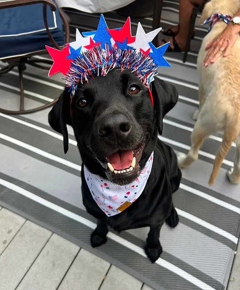 Riley James is registered to the contest to win money with this photo: black_dog, dog, bandana, headband, stars, red, white, blue, outdoor, rug, stripes, happy, smiling, pet, animal, celebration, hand, light_dog, floor, furniture