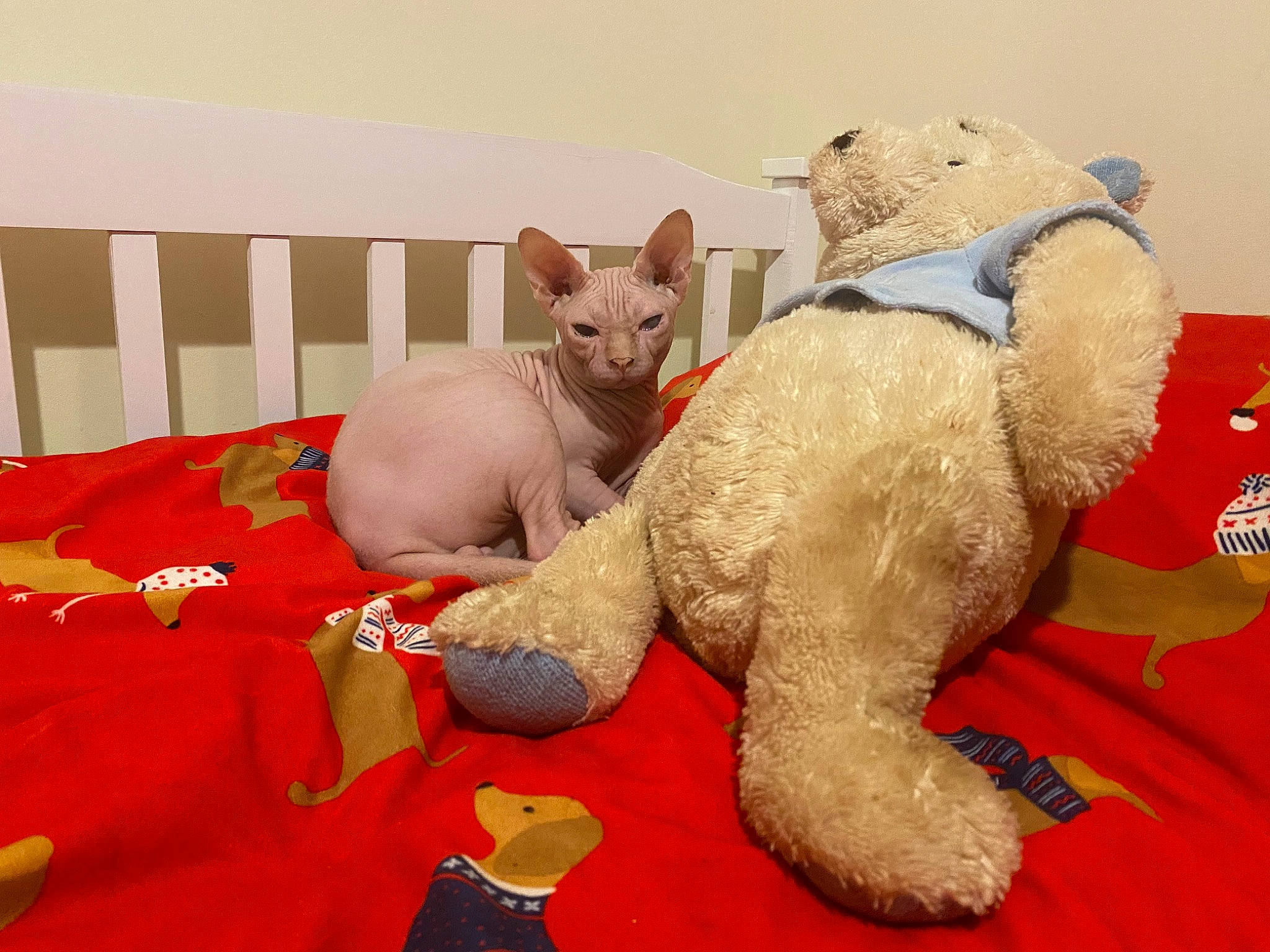 Dobby joined the competition — help win amazing prizes! canidae, carmine, carnivore, comfort, companion_dog, fawn, felidae, fur, linens, paw, plush, room, small_to_medium_sized_cats, snout, stuffed_toy, tail, teddy_bear, terrestrial_animal, toy, whiskers