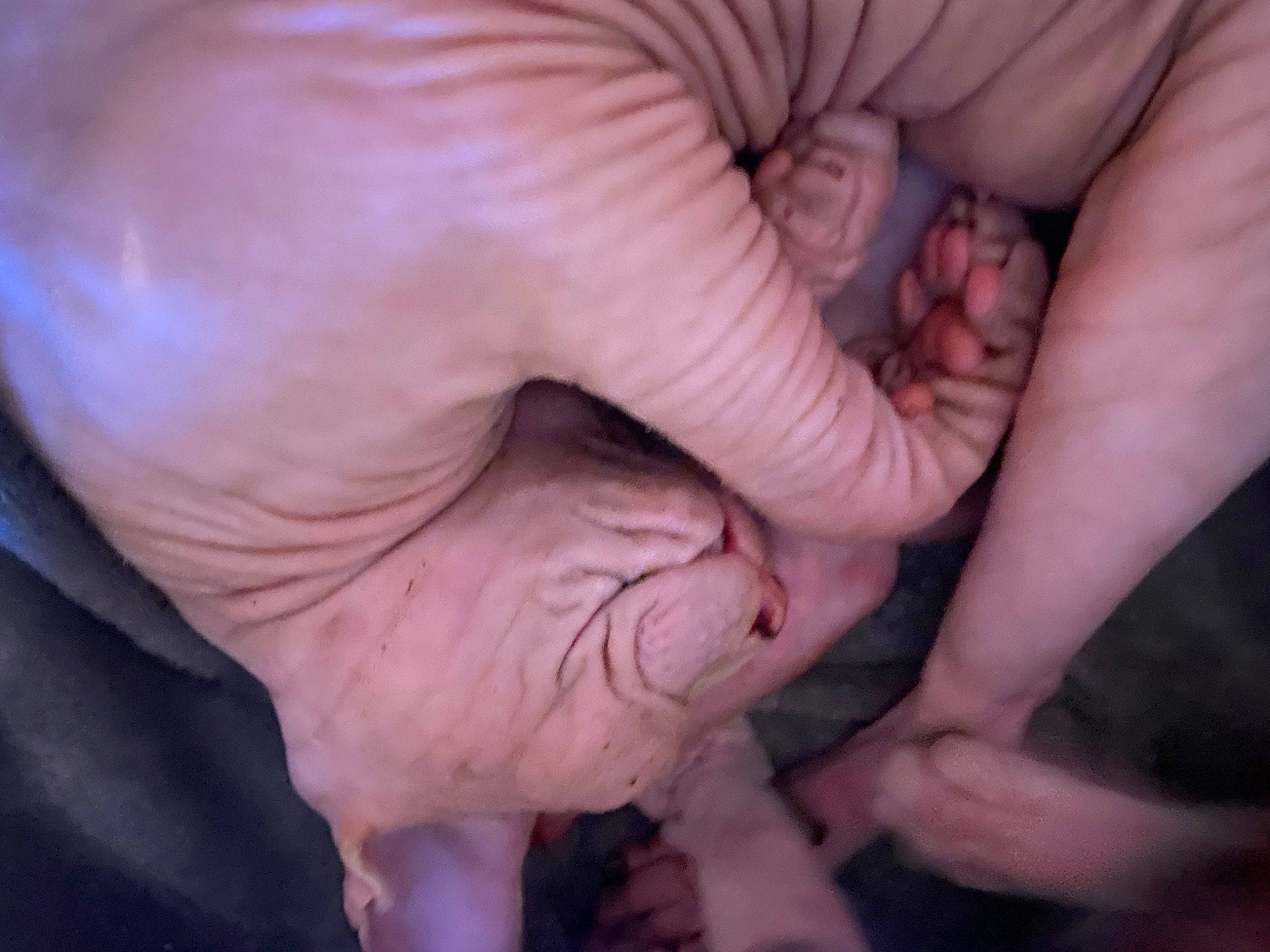 Dobby is registered to the contest to win money with this photo: child, finger, flesh, gesture, holding_hands, nail, snout, sporting_group, terrestrial_animal, thumb, wrinkle, wrist