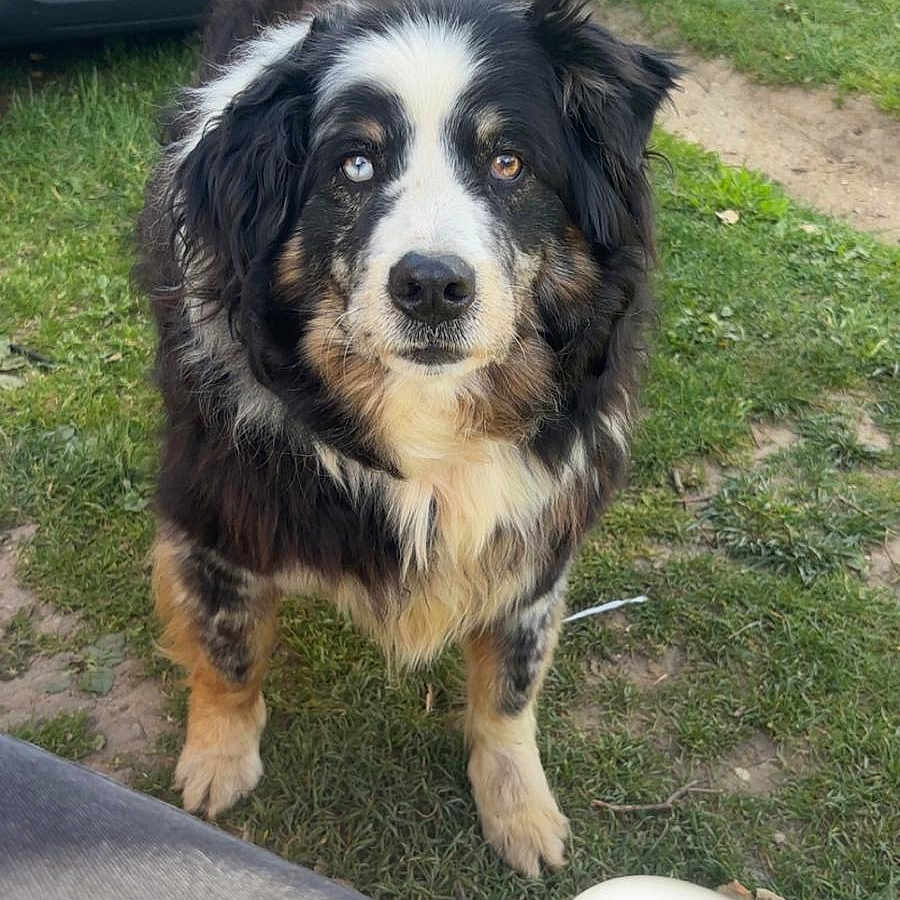 Jamco a rejoint le concours — aidez-le/la à gagner de superbes lots ! dog, grass, outdoor, vehicle, nissan, pet, animal, fur, black, white, brown, parked_car, license_plate, face, looking, standing, daylight, person_hand, chair, nature