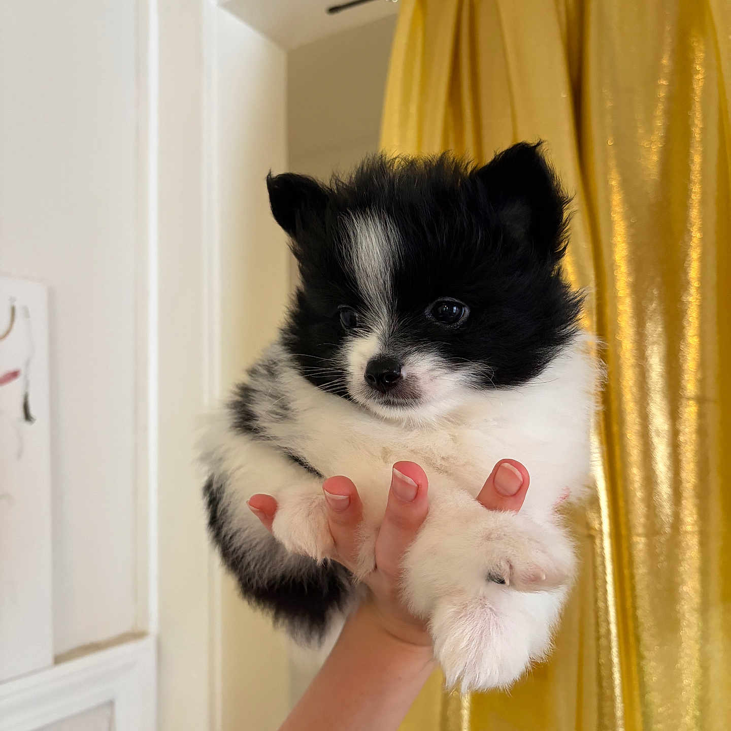 Lana is registered to the contest to win money with this photo: puppy, dog, black_and_white, fluffy, small_dog, portrait, held, hand, paws, fur, cute, adorable, indoors, golden_curtain, doorway, home, close_up, animal, tuxedo_coloring, photography