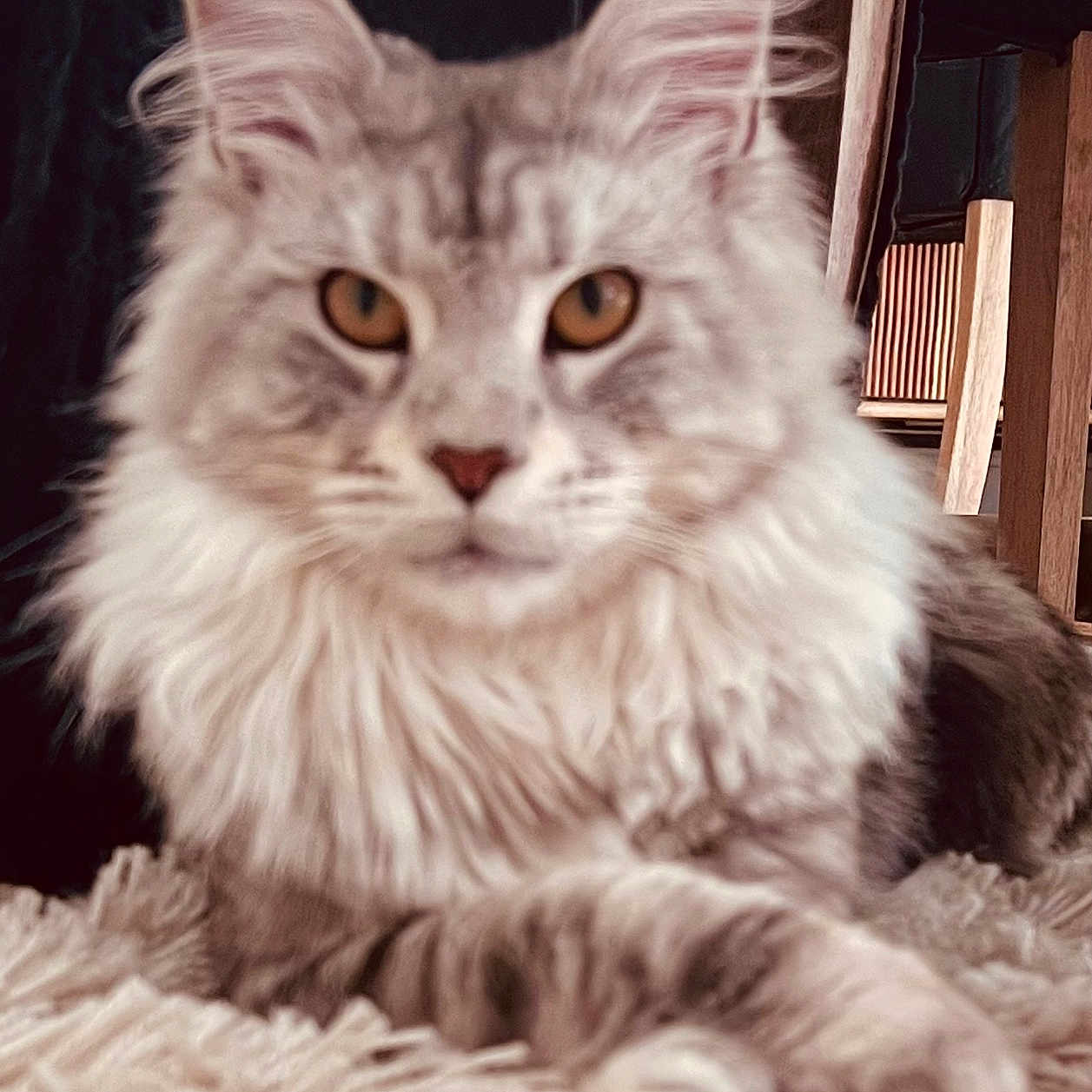 Skye joined the competition — help win amazing prizes! amber_eyes, animal, carpet, cat, closeup, cozy, cute, domestic, ears, feline, fluffy, fur, indoor, maine_coon, paws, pet, portrait, relaxed, whiskers, wooden_furniture