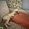 animal, canine, companion, couch, cozy, cream_color, cute, dog, french_bulldog, furniture, home, indoor, peaceful, pet, pillow, relaxed, resting, sleeping, snuggling, textured