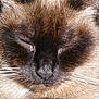 Boulette participe au concours pour gagner de l'argent avec cette photo :